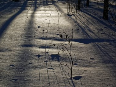Moskova 'da kışın karla kaplı park