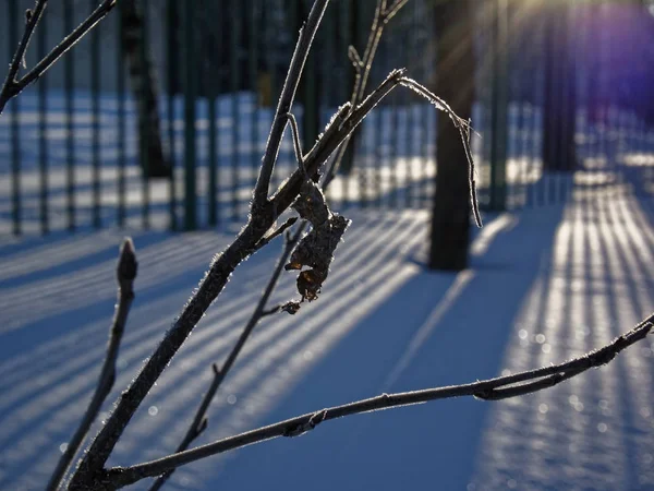 Téli havas park Moszkvában — Stock Fotó