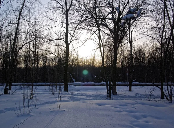 Amanhecer no inverno no Parque — Fotografia de Stock