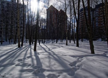 gölgelerin içinden kış Park karda ağaçta