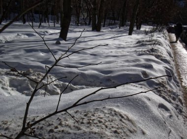 gölgelerin içinden kış Park karda ağaçta