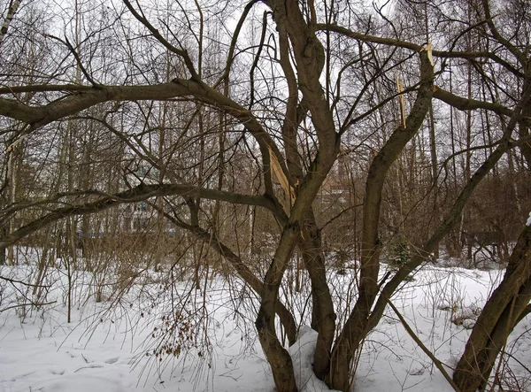 Stromy v parku zimní na zamračený den — Stock fotografie