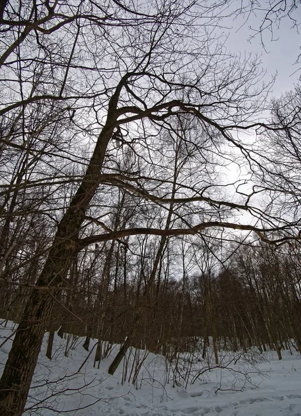 Дерева в зимовому парку в похмурий день — стокове фото