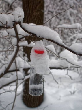 ağaçları kış parkta bulutlu bir günde, Moskova