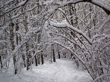 bulutlu bir günde kış parkta ağaçların