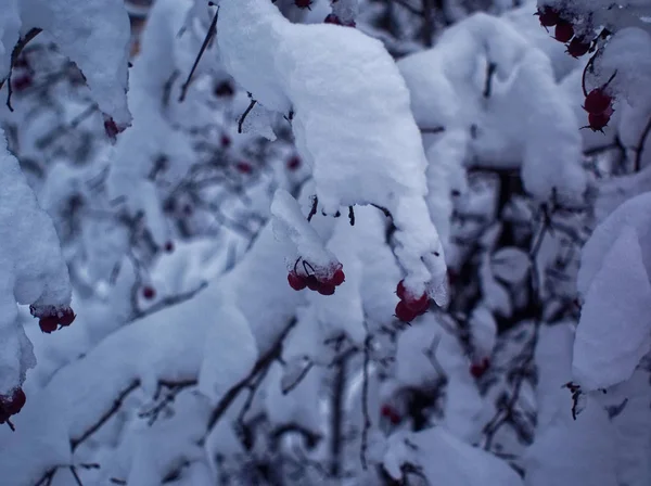 Árboles en el invierno Parque en un día nublado —  Fotos de Stock