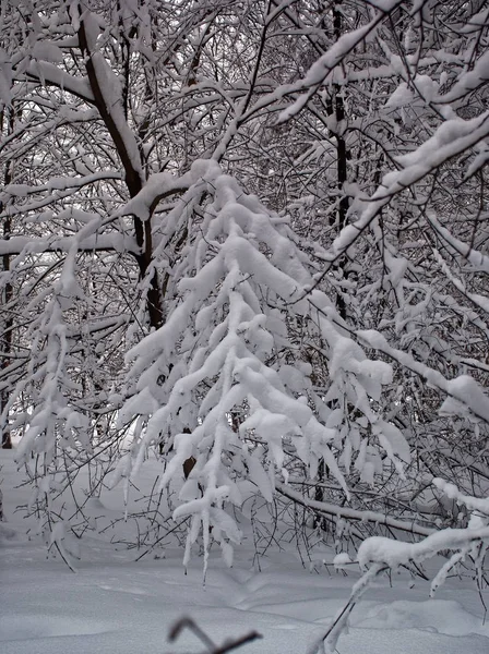 冬天公园里的树木多云天 — 图库照片
