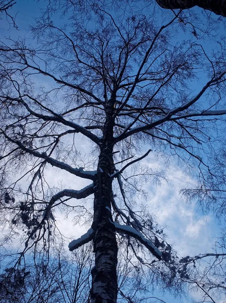 Träd i Vinterparken mulet — Stockfoto