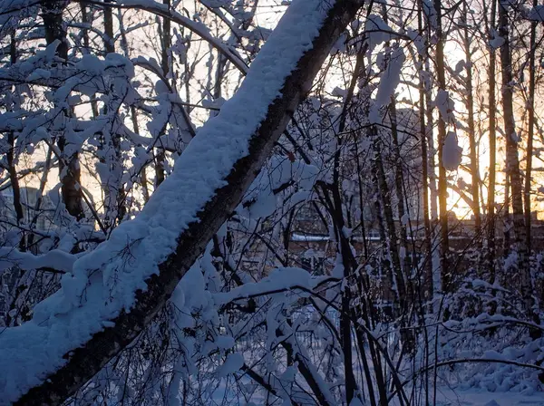 Alberi nel parco invernale in una giornata nuvolosa — Foto Stock