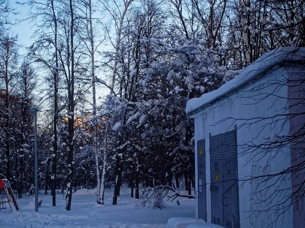 Árboles en el invierno Parque en un día nublado — Foto de Stock