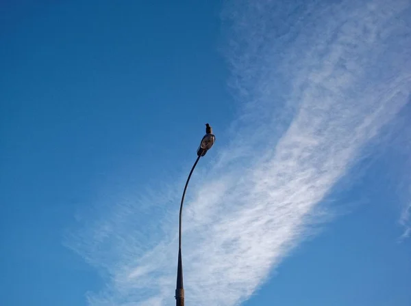 カラスはランプのポストに座っています。 — ストック写真