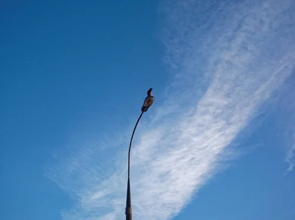 青い空を背景にランプのポストに座っているカラス — ストック写真