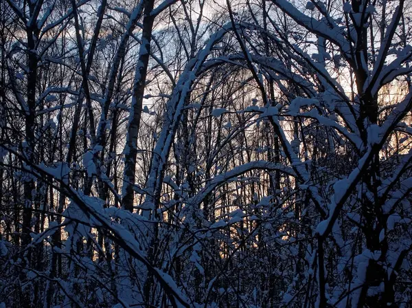 Alberi nel parco invernale in una giornata nuvolosa — Foto Stock