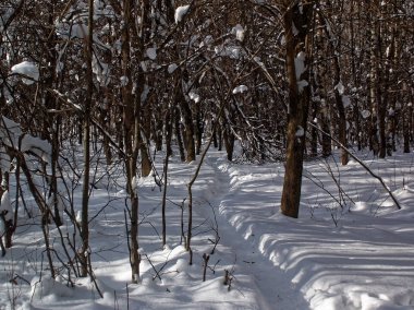 Kış parkta Ağaçların gölgeleri