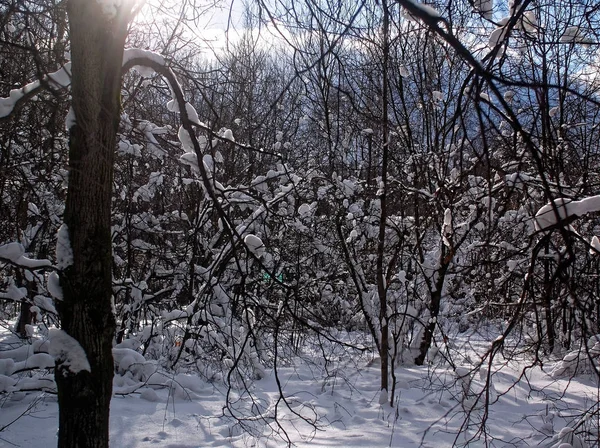 Sombras de árvores no Parque de inverno — Fotografia de Stock