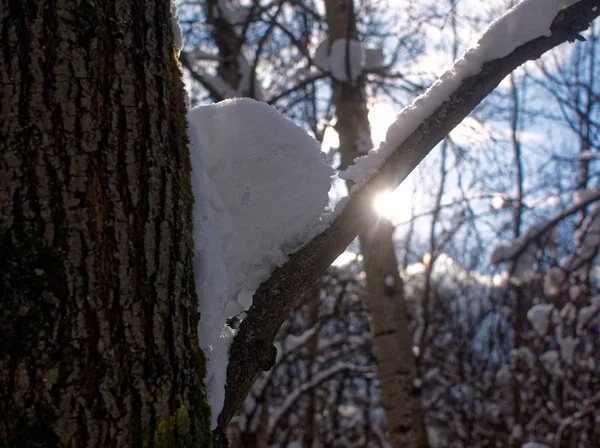 Árboles en la nieve en un día despejado en el Parque — Foto de Stock
