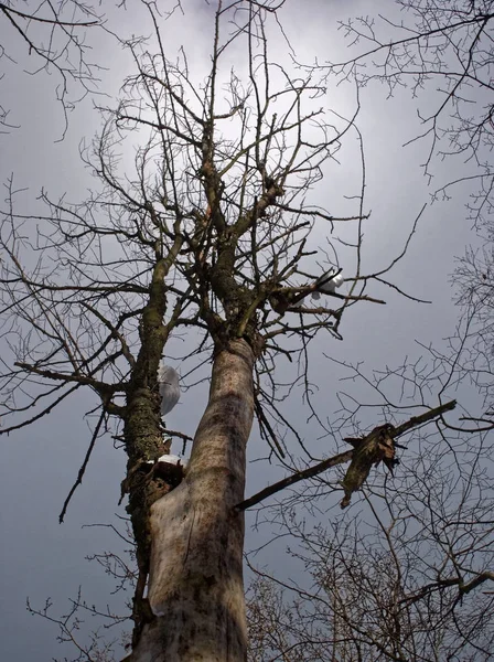Döda trädet mot den molniga himlen på vintern — Stockfoto