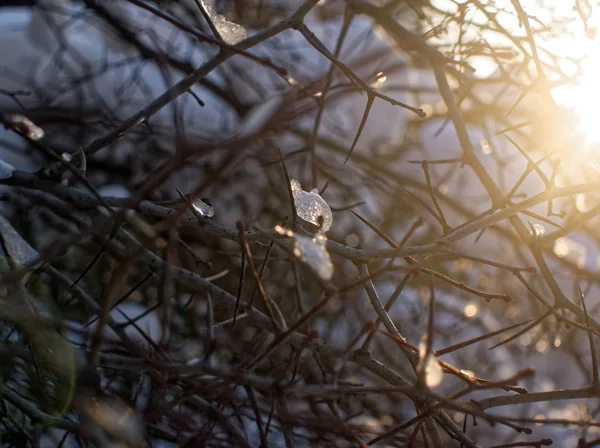 Arbres dans la neige par temps clair — Photo