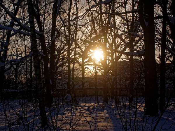 Ombres des arbres dans le parc d'hiver — Photo