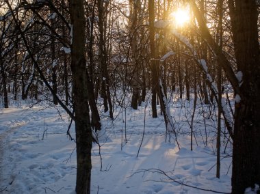 Kış parkta Ağaçların gölgeleri