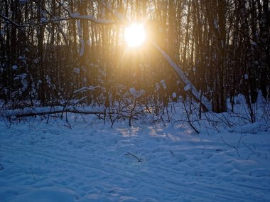 açık bir günde karda ağaçlarda
