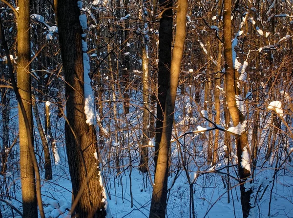 雪中的树在晴朗的日子里 — 图库照片