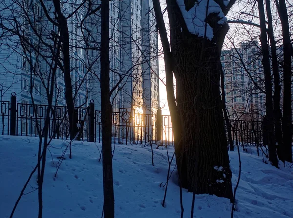Träd i snön på en klar dag — Stockfoto