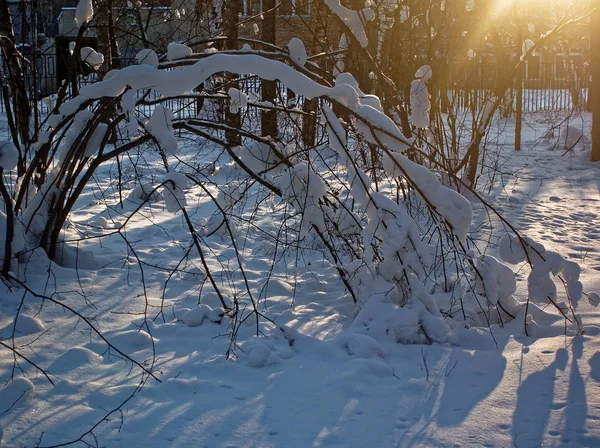 Дерева на снігу в ясний день — стокове фото