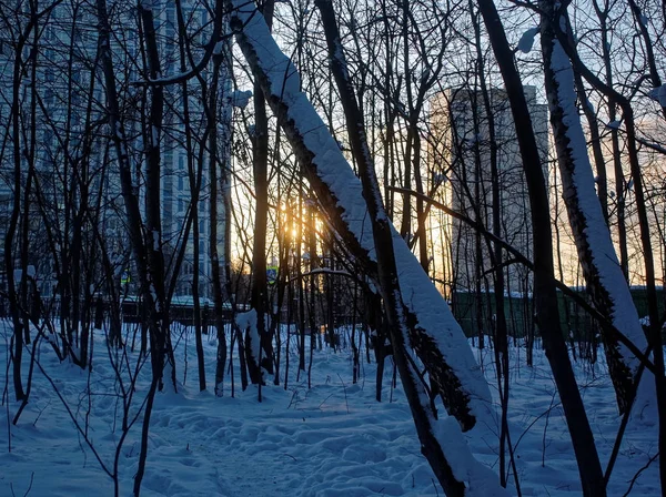Träd i snön på en klar dag — Stockfoto