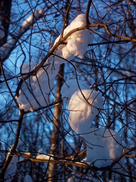 Árboles en la nieve en un día despejado — Foto de Stock