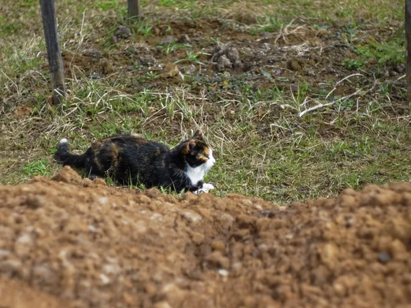 近郊農村の雑多なホームレスの雑種猫 — ストック写真