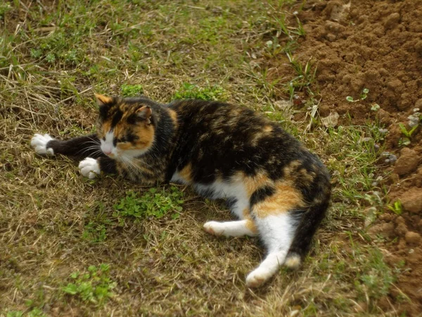 Motley sem-teto mestiço gato em uma aldeia suburbana — Fotografia de Stock