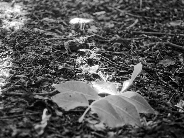 La sombra de los árboles en el Parque en el verano — Foto de Stock