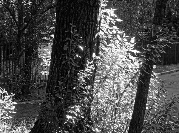 Η σκιά των δέντρων στο πάρκο το καλοκαίρι — Φωτογραφία Αρχείου