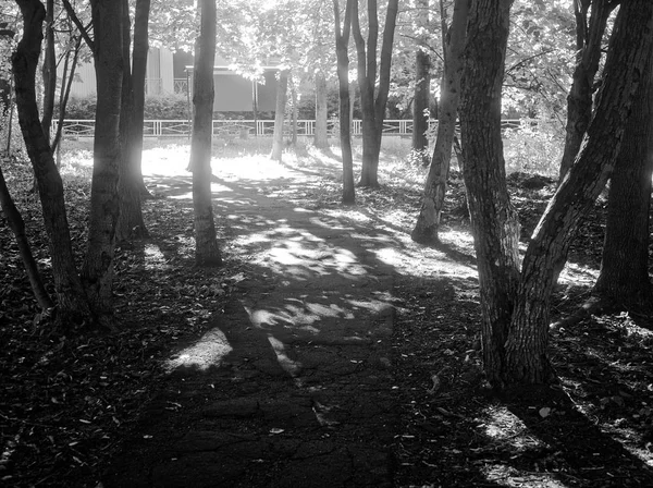 Stín stromů v parku v létě — Stock fotografie