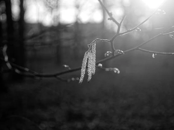 Sementes de amieiro na primavera com luz solar — Fotografia de Stock