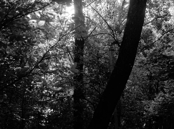 Сонячне світло через листя дерев у парку влітку — стокове фото