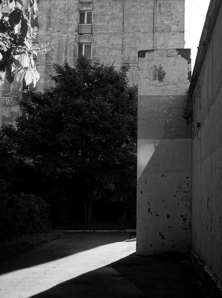 Árboles en el patio de Moscú por la mañana — Foto de Stock