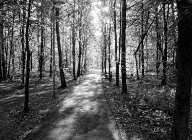 sabah Moskova'da Bahçedeki ağaçlar