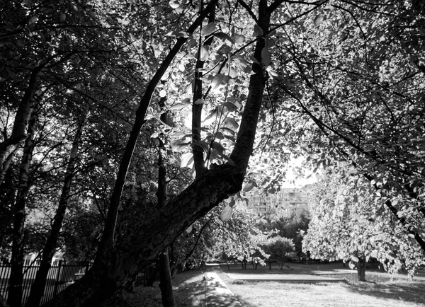 午前中にモスクワで庭の木 — ストック写真