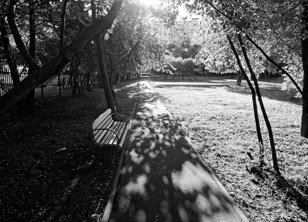 trees in the yard in Moscow in the morning