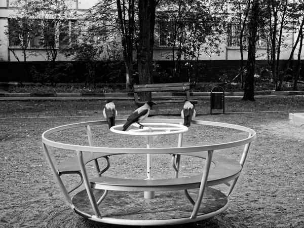 Crows on the Playground in the morning — Stock Photo, Image