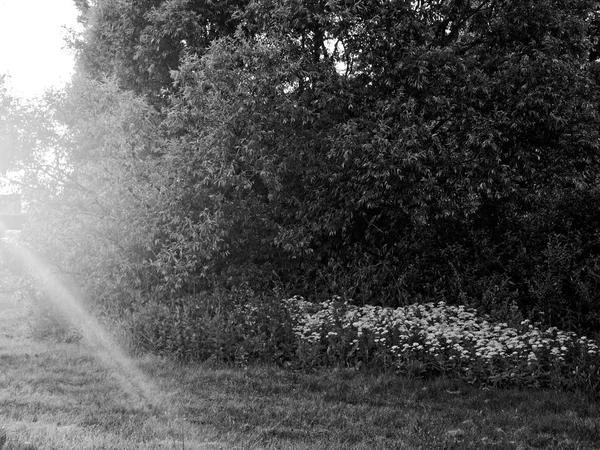 Trees in the yard in Moscow in the morning — Stock Photo, Image