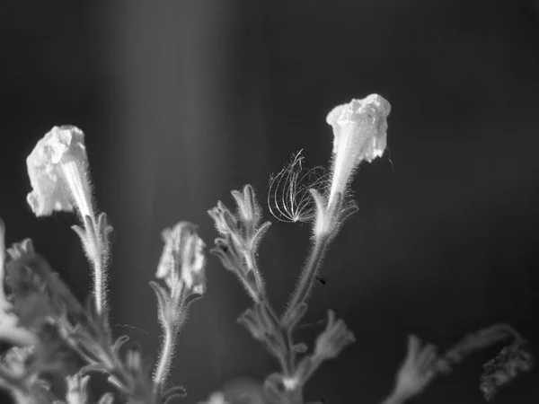 Квіти петунії в саду, макро — стокове фото
