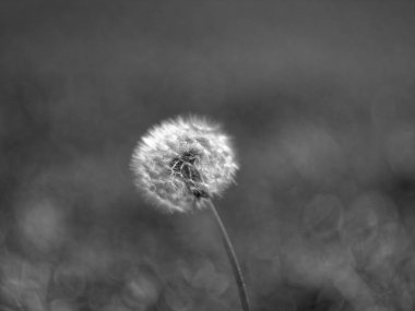 Yaz aylarında, karahindiba topu makro