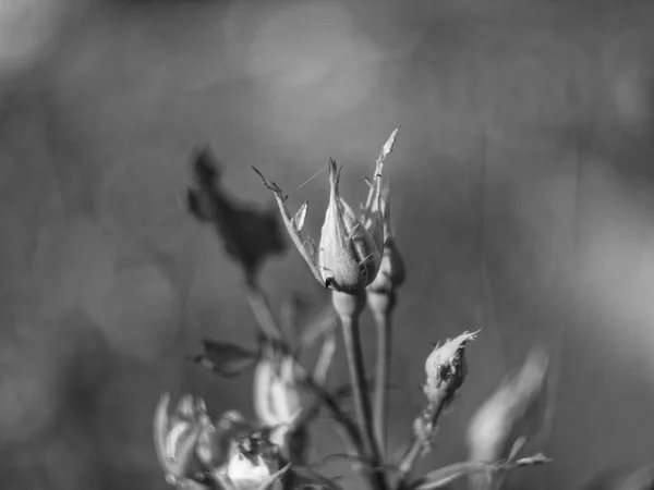 Ungestörte Rosen im Garten — Stockfoto