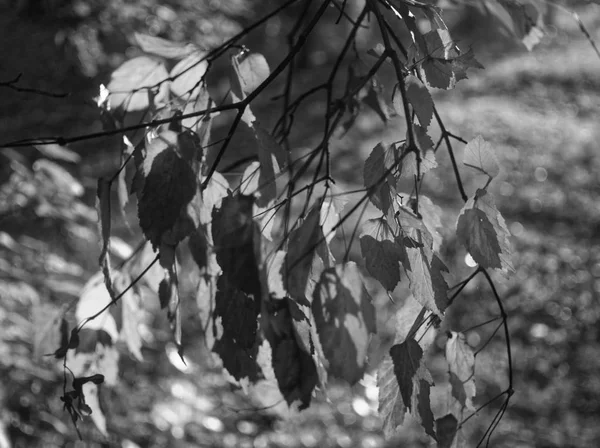 Folhas de bétula no jardim no verão — Fotografia de Stock