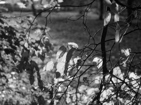 Folhas de bétula no jardim no verão — Fotografia de Stock