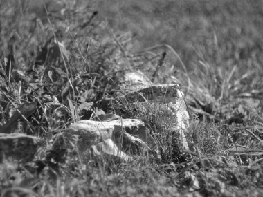 Yaz aylarında çim taşları