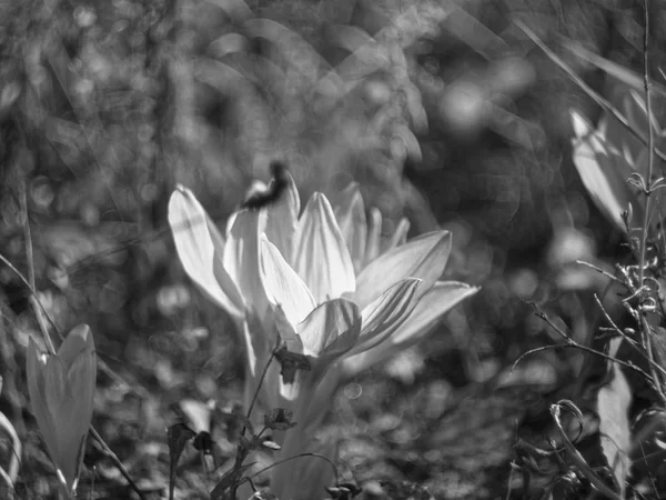 Trockenes Gras im Garten — Stockfoto